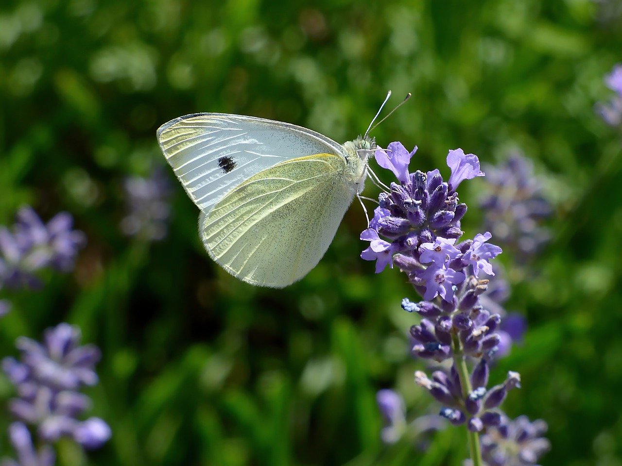 white, lavender, insect-8152867.jpg