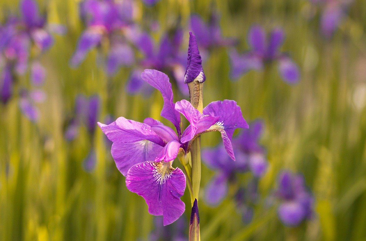 iris, purple iris, purple flower-8029326.jpg