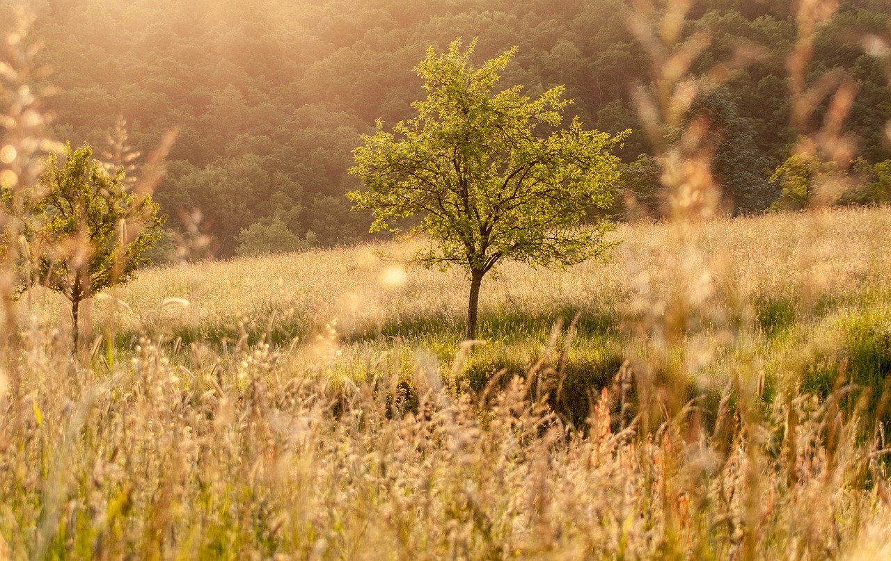 meadow, field, sunset-8029273.jpg